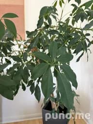 Фикус комнатный