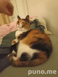 Кошка калико