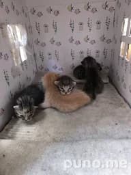 Котята (3 шт.)