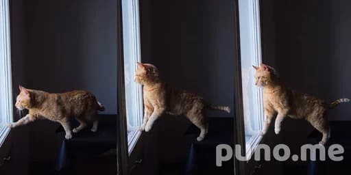 Кот породы домашний левенок