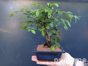 Бонсай вязь мелколистный (Ulmus parvifolia)