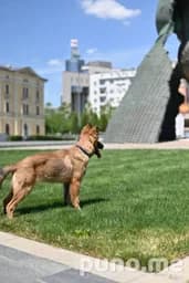 Щенок (лоток)