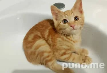 Котёнок рыжий