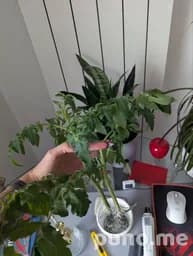 Черенки томатов черри
