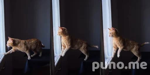 Кот породы домашний левко