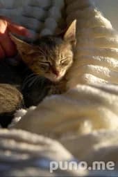 Котенок породы мейн-кун