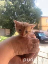 Котенок рыжий Симба