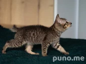 Котята (3 шт.)
