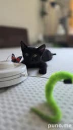 Котёнок чёрный с большими ушами