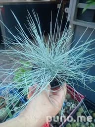 Растения декоративный злак Festuca glauca