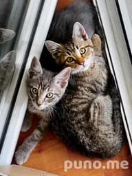 Котята леопардовые