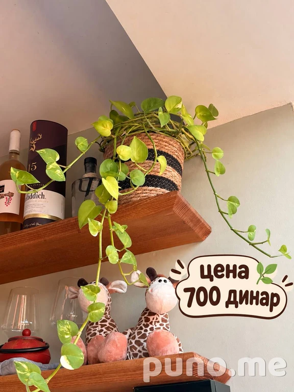 Эпипремнум