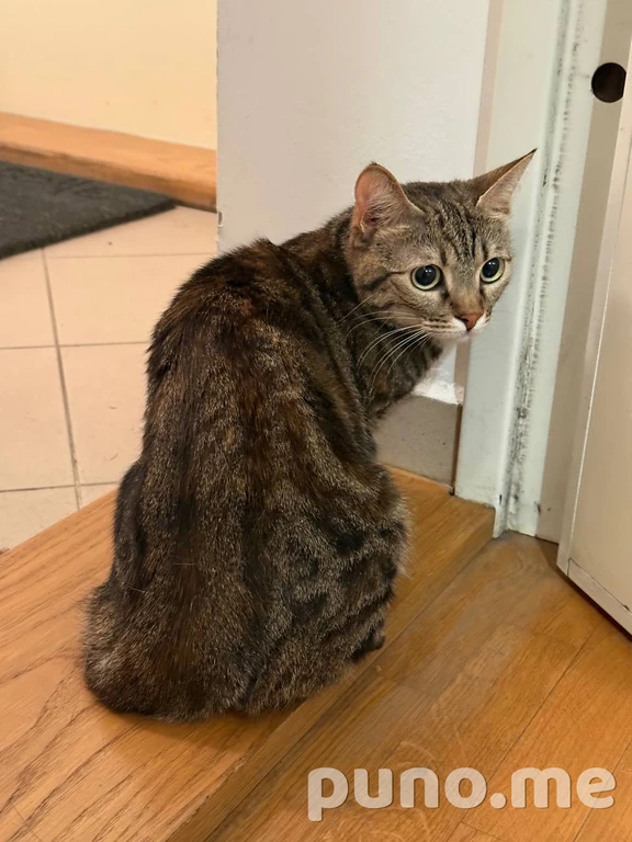 Кошка