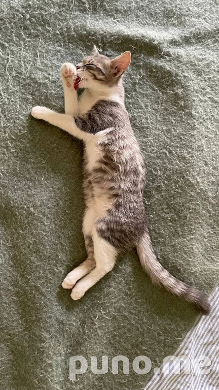 Котёнок