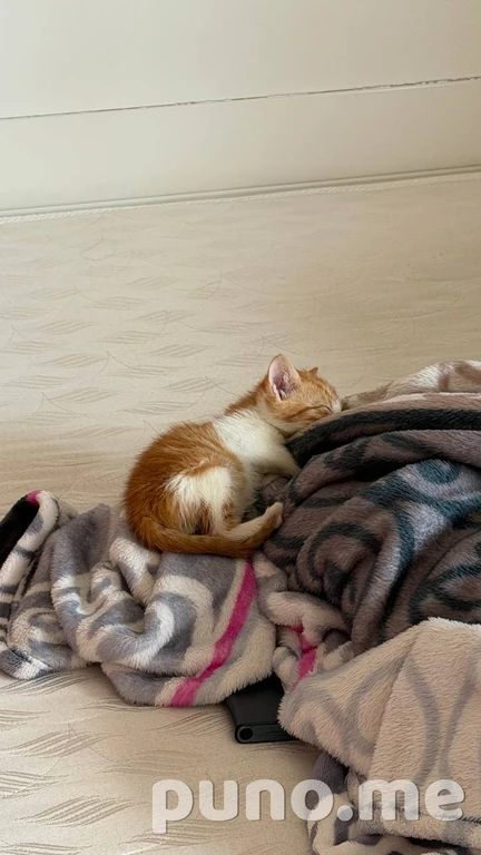 Клопик