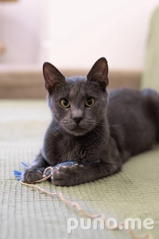 Кошка