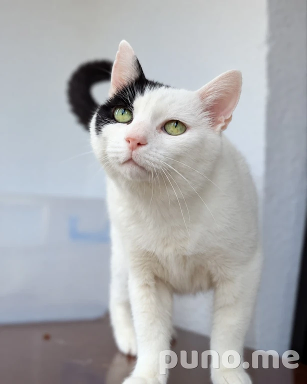 Кот