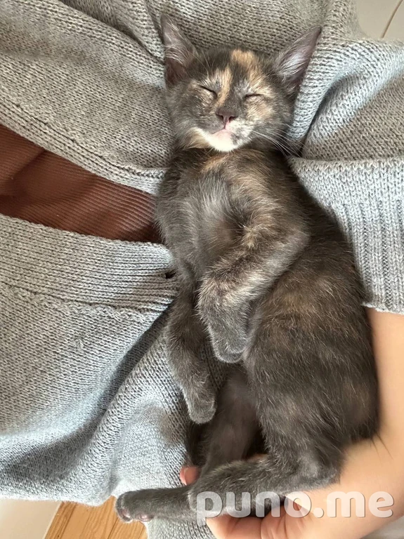 Котёнок девочка