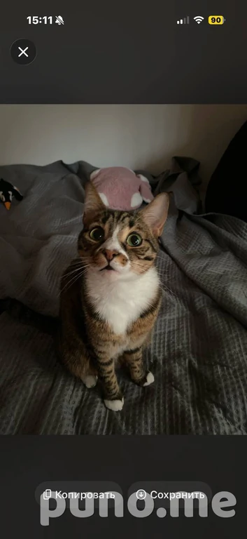 Кошка