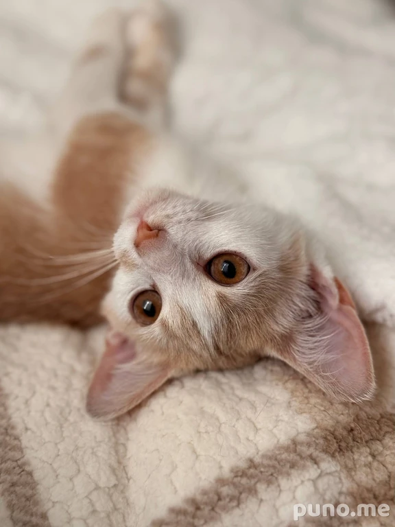 Кот