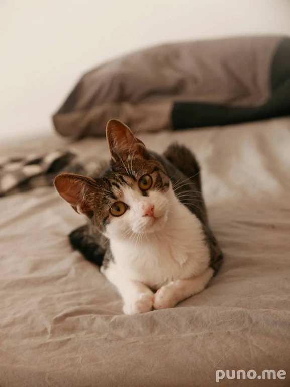 Кошка