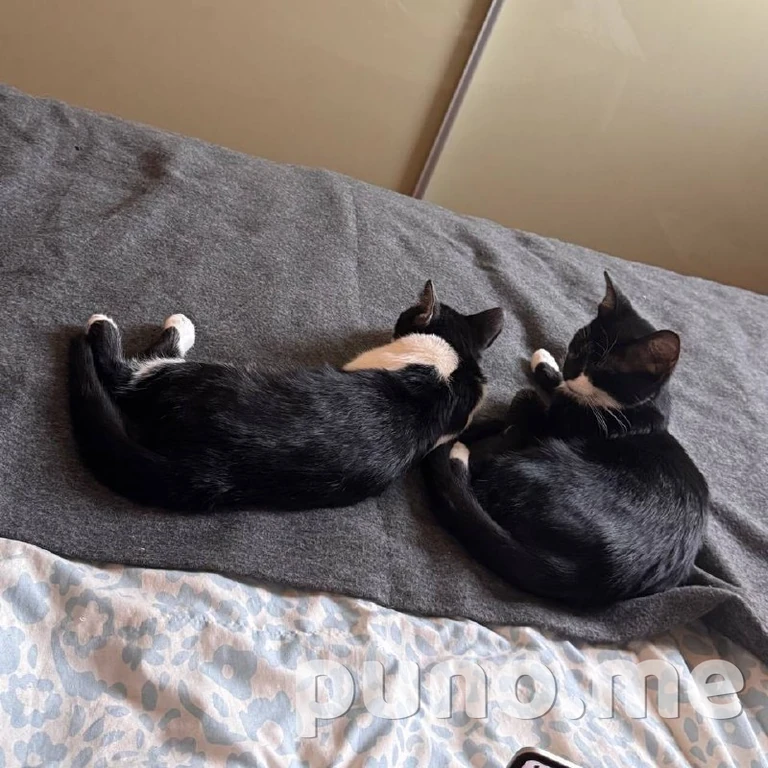 Кошки