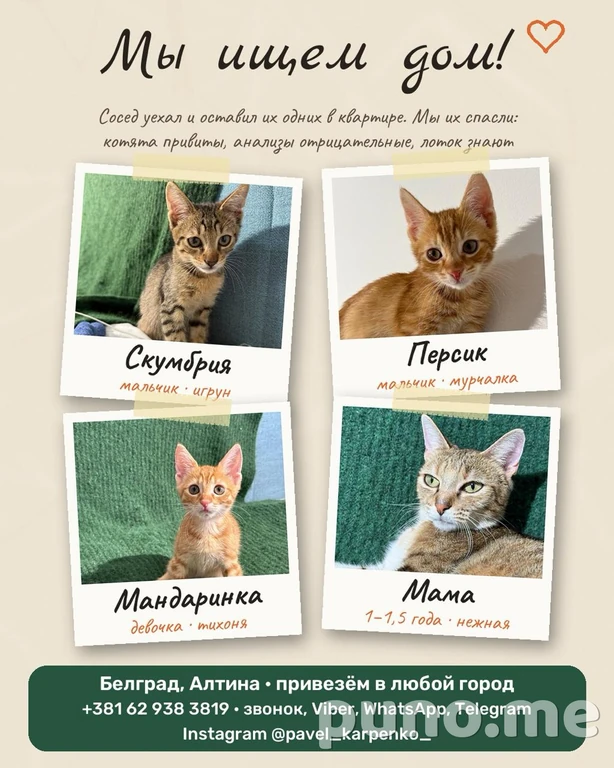 Котята и кошка