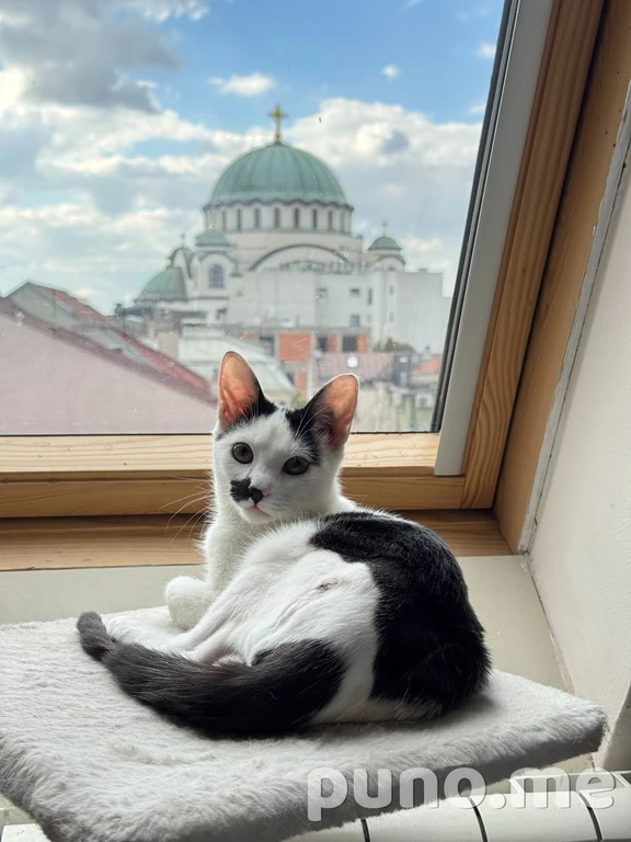 Кошка
