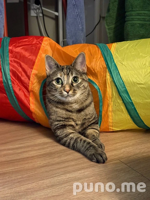 Кошка