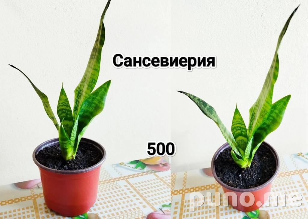 Растения