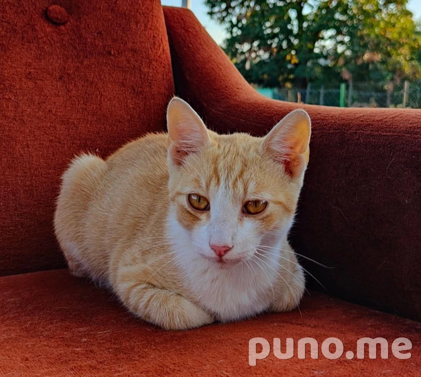 Котёнок