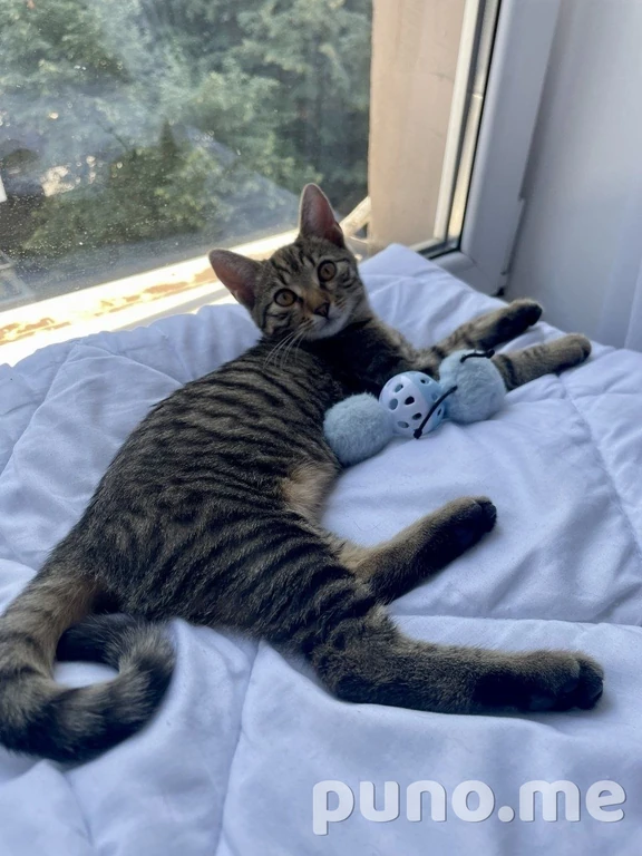 Кошка Кеша