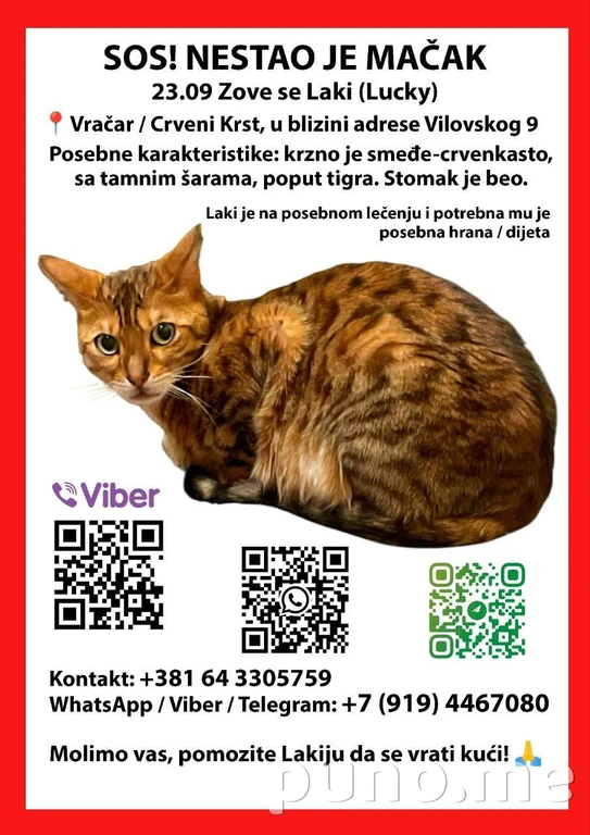 Бенгальский кот