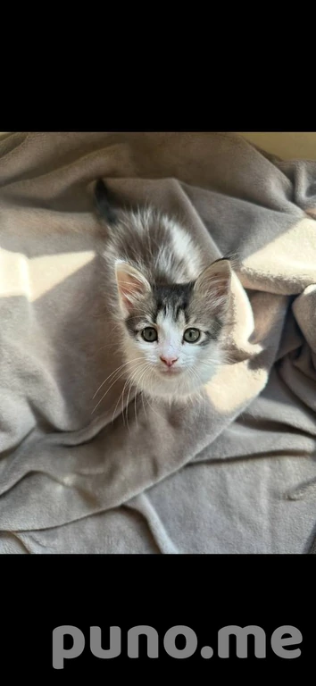 Котенок