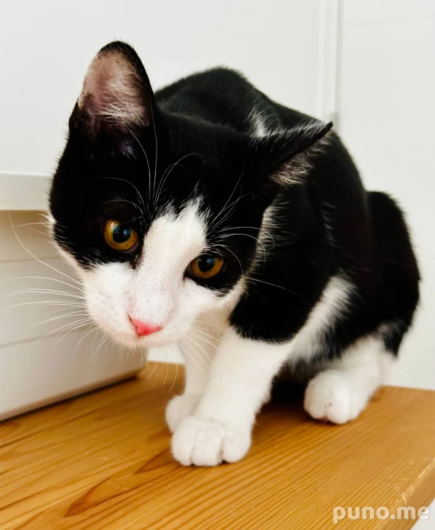 Котёнок