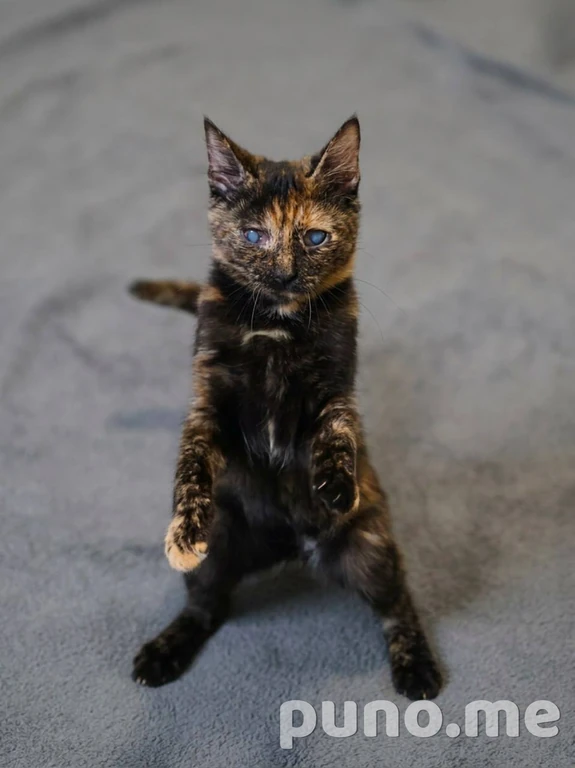 Кошка Лила